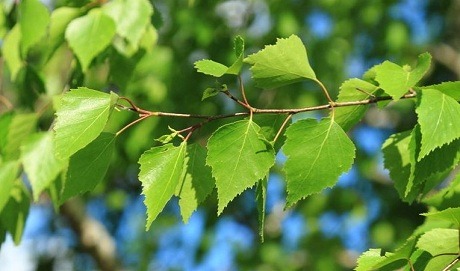 Лечение пояснично-крестцового радикулита березовыми листьями