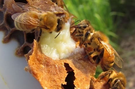 Полезные свойства пчелиного молочка