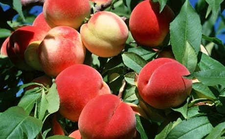 Чем полезны персики для здоровья