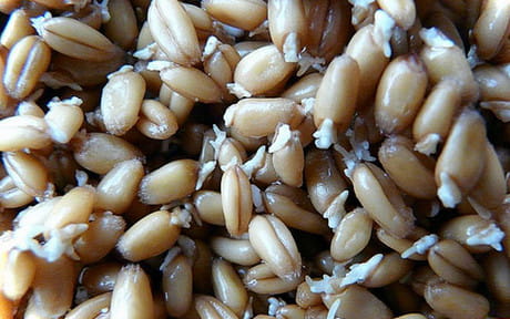 Калорийность пророщенных пшеничных зерен