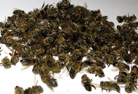 Пчелиный подмор лечебные свойства