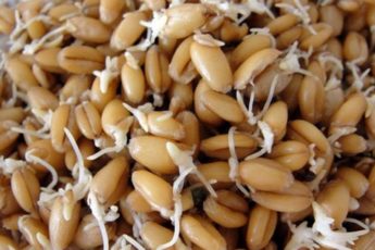 Польза пророщенной пшеницы при варикозе