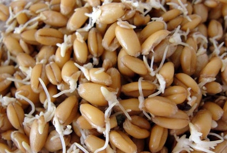 Польза и вред пророщенной пшеницы