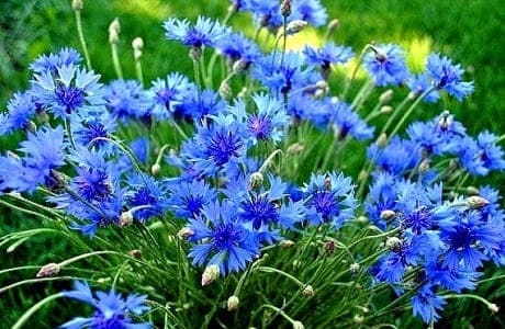 Цветки василька синего