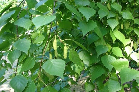 Лечебные свойства березовых листьев